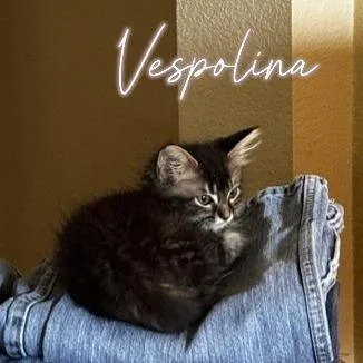 Vespolina thumbnail 2