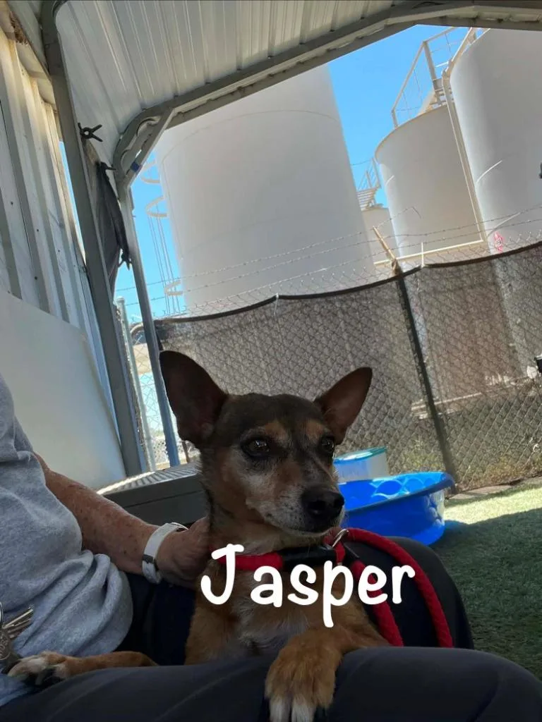 Jasper