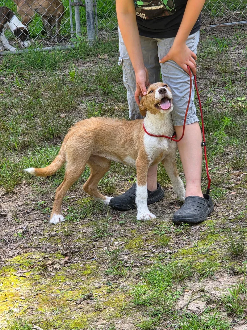 A young medium-sized female Merle (Blue) American Staffordshire Terrier dog named April for adoption in bauxite, AR