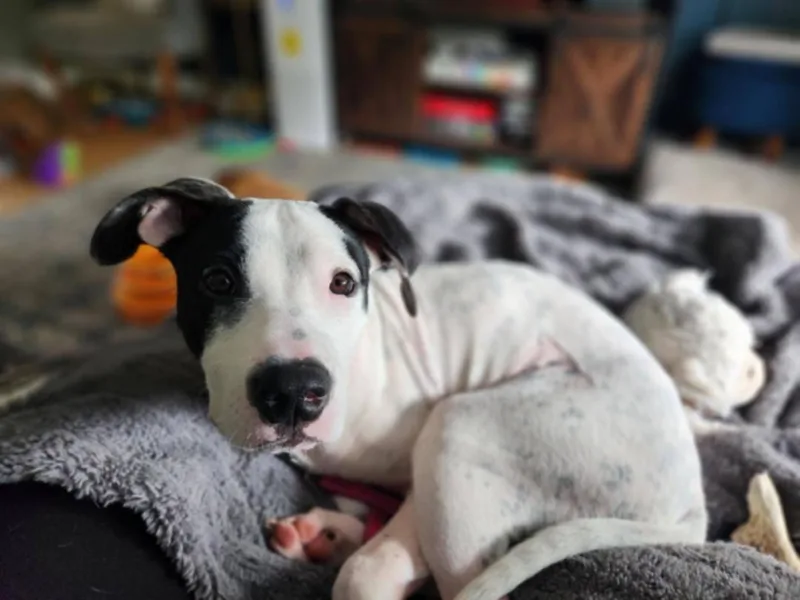 A young medium-sized female Pit Bull Terrier dog named Cookie for adoption in Catasauqua, PA