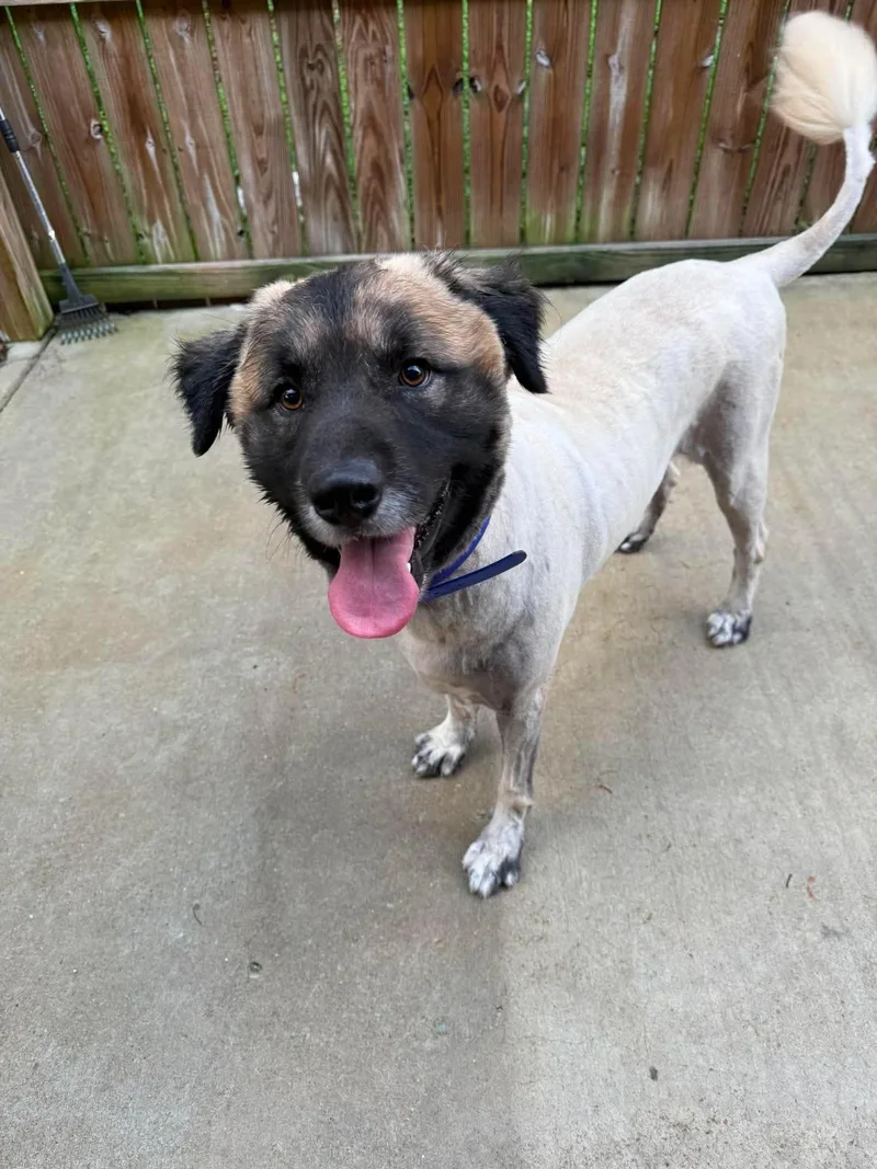 A young extra large-sized male Brown / Chocolate Newfoundland Dog dog named Scooby for adoption in Jackson, TN