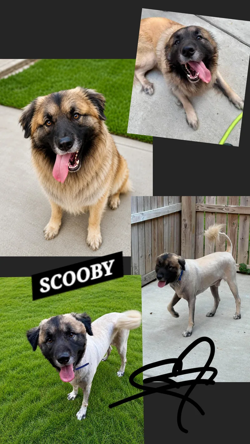 Scooby thumbnail 4