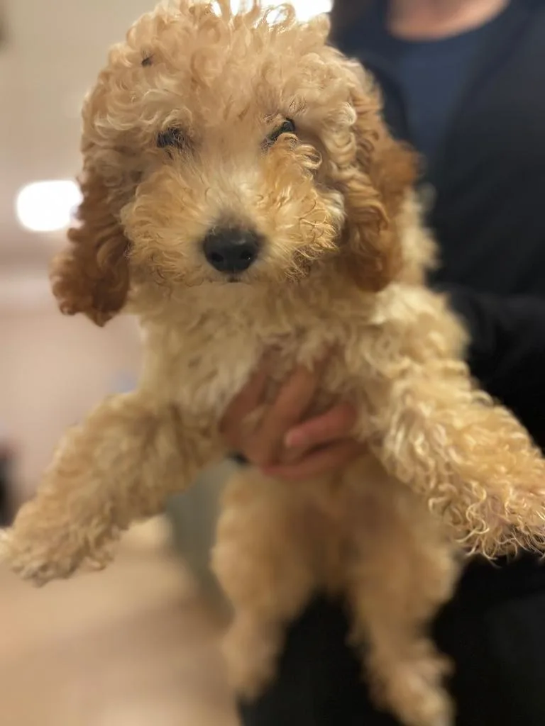 Marley