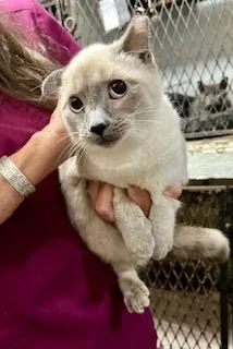 A young medium-sized female Lilac Point Domestic Medium Hair cat named Astrid for adoption in Noble, OK