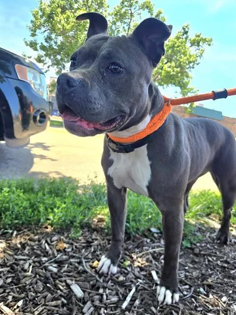 A young medium-sized female Terrier dog named America for adoption in Olivette, MO