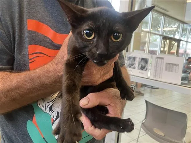 A young small-sized female Domestic Short Hair cat named Lola for adoption in San Antonio, TX