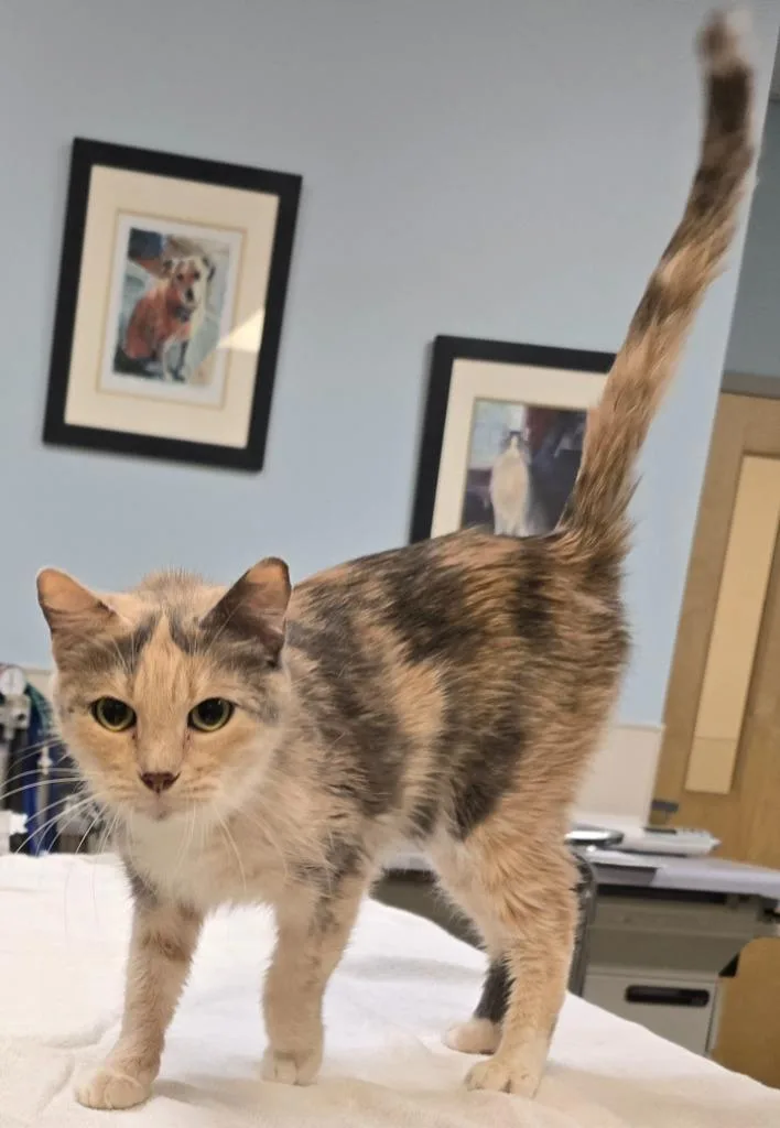 A senior small-sized female Domestic Short Hair cat named Dapple for adoption in Murphysboro, IL