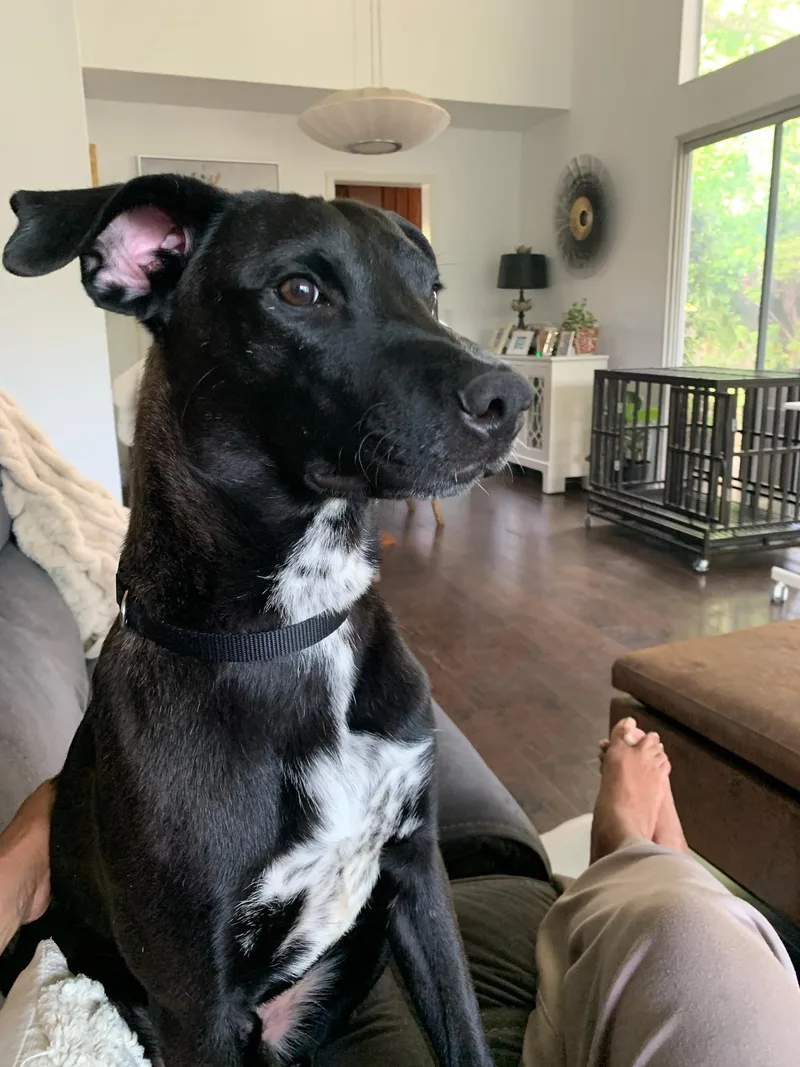 A young medium-sized male Black Border Collie dog named Neptune for adoption in Bellflower, CA