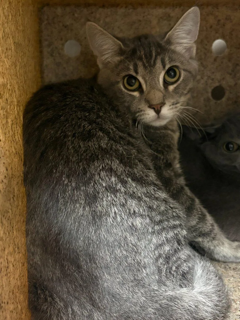 A baby small-sized female Domestic Short Hair cat named Chicken Wing for adoption in Raleigh, NC