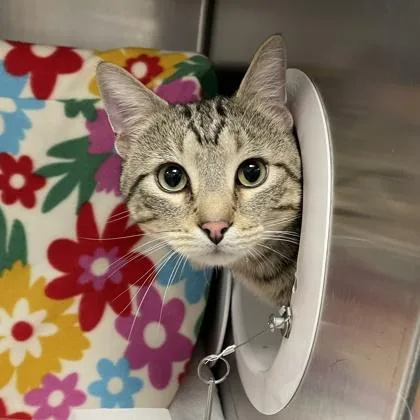 An adult small-sized male Domestic Short Hair cat named Aslan for adoption in Wheaton, IL