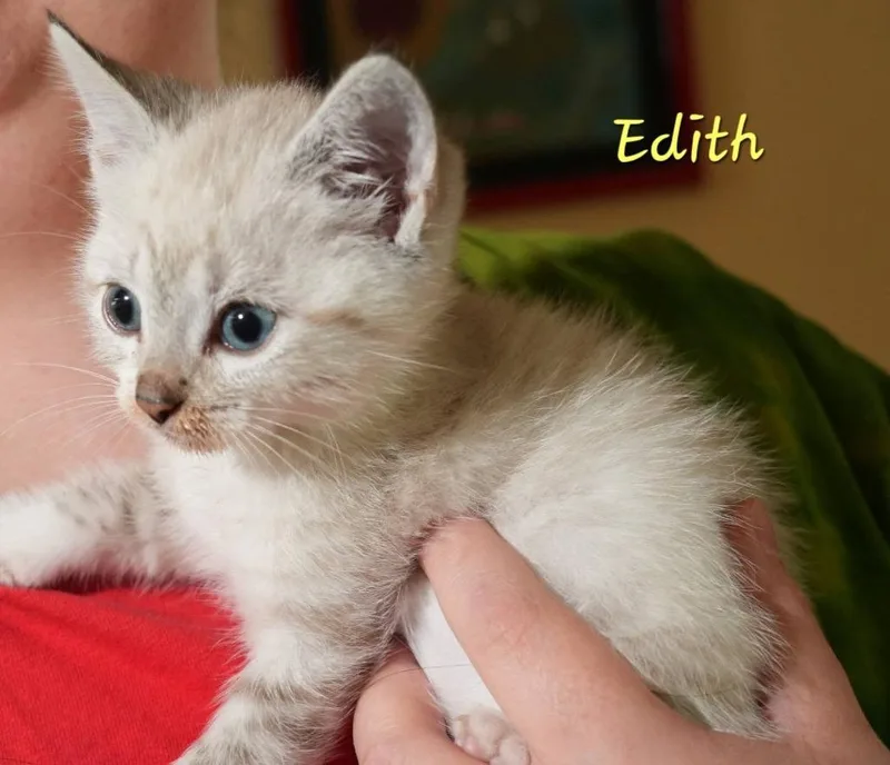 A baby large-sized female Siamese cat named Edith for adoption in Grand Forks, ND