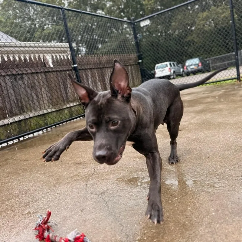 Jellybean thumbnail 2