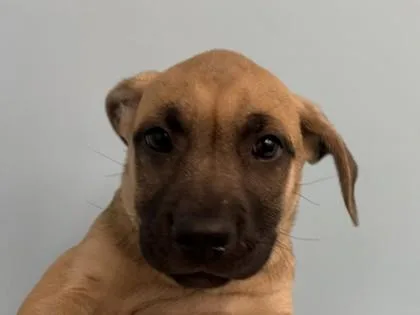 A baby large-sized female Shepherd dog named Velvet for adoption in Golden Valley, MN