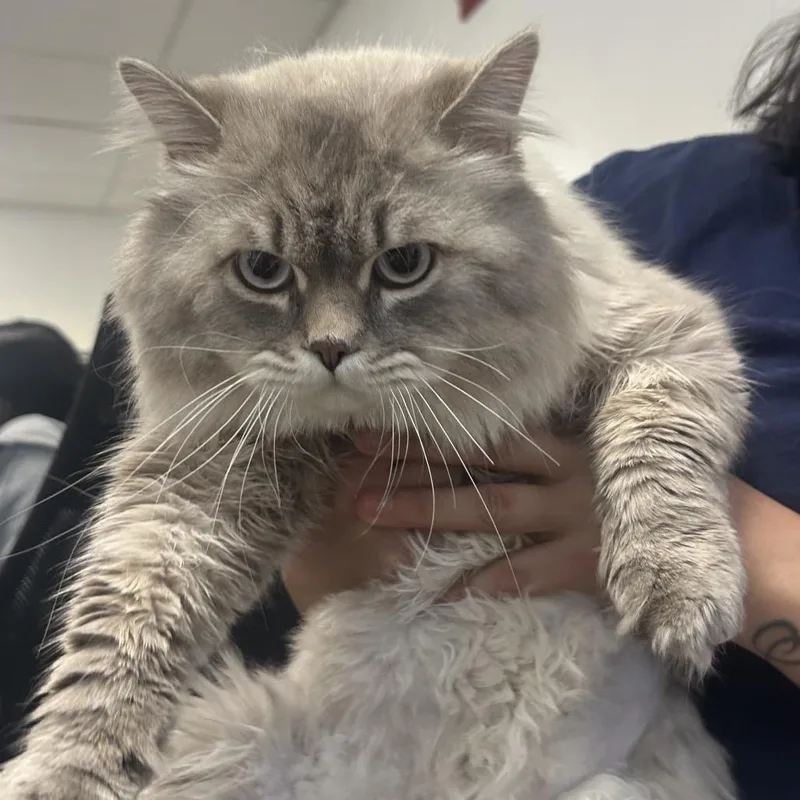 An adult large-sized male Gray / Blue / Silver Domestic Long Hair cat named Tiki for adoption in Philadelphia, PA