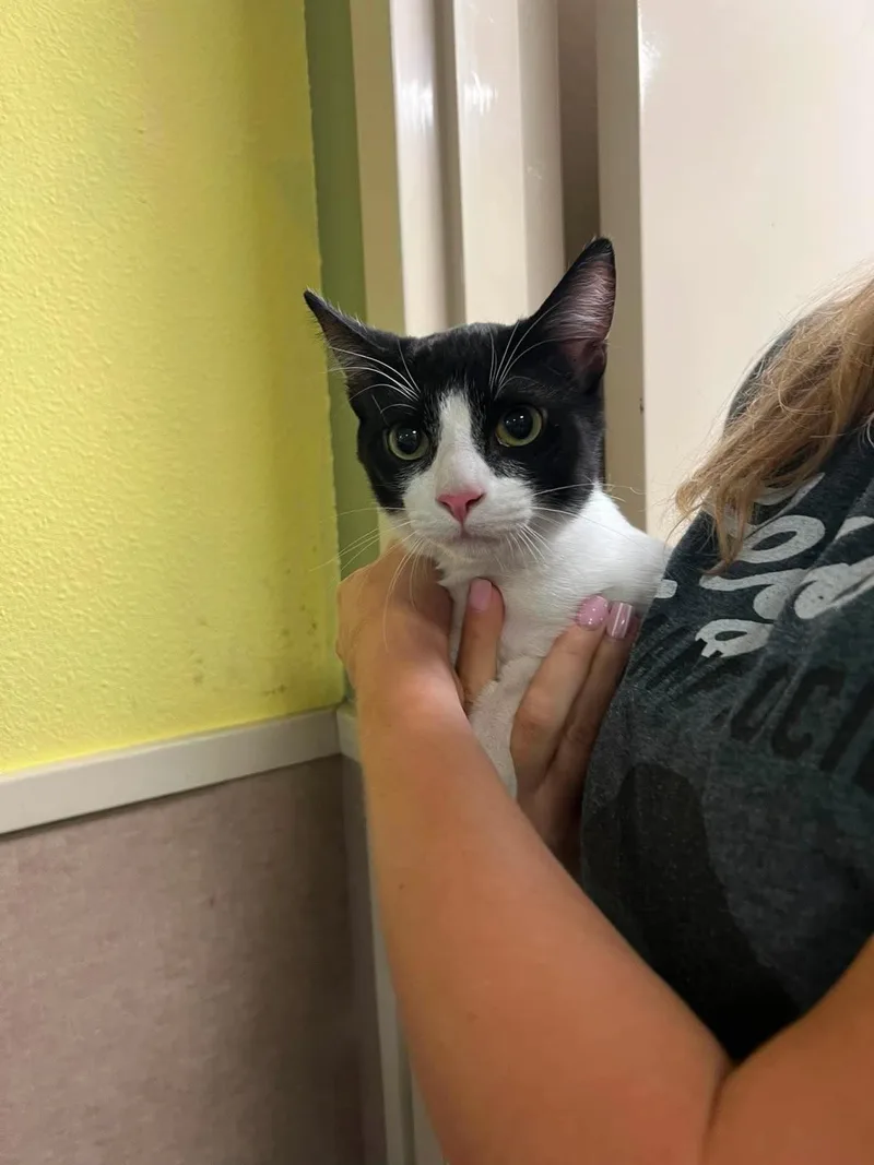 An adult medium-sized male Black Domestic Short Hair cat named Sam for adoption in Rockwall, TX