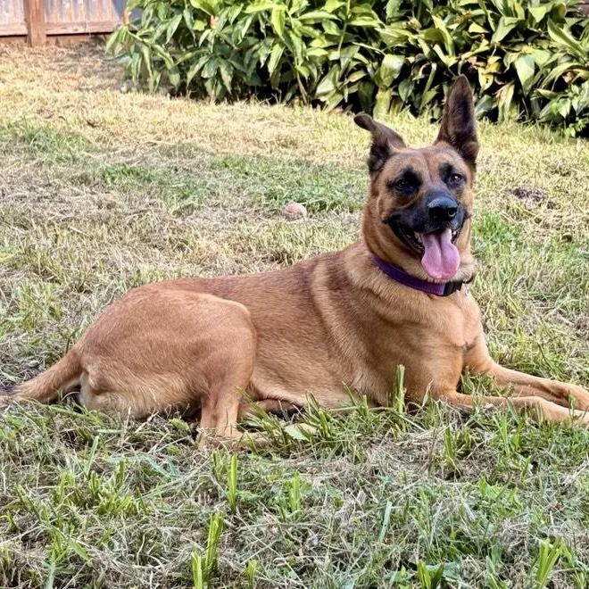 An adult medium-sized male Golden German Shepherd Dog dog named Rammy for adoption in Houston, TX