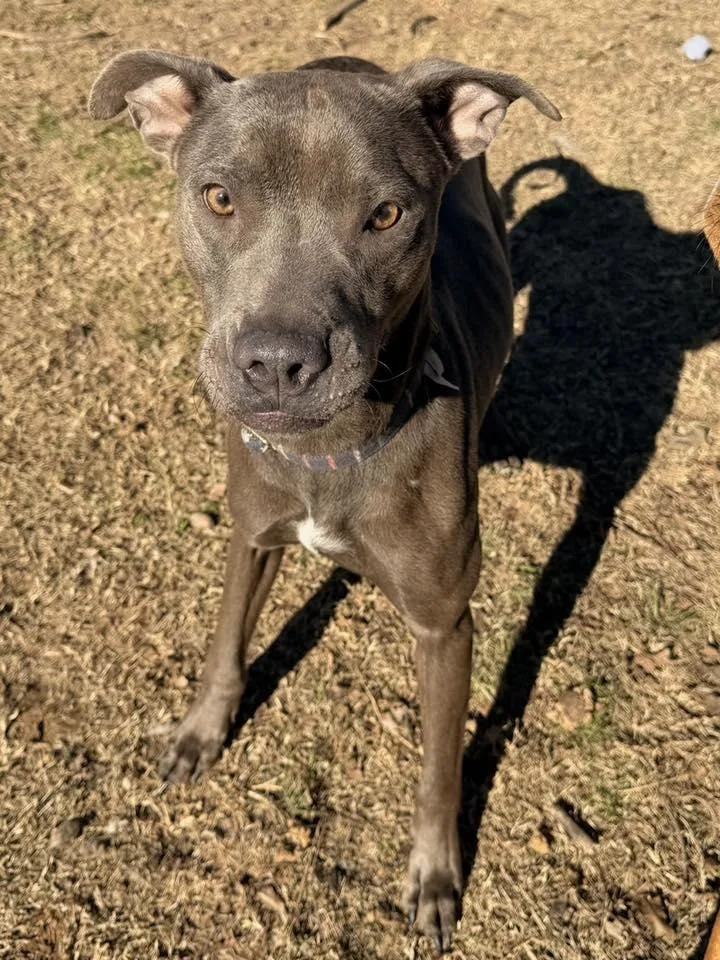 A young medium-sized female Gray / Blue / Silver Boxer dog named Vesta for adoption in Calera, AL