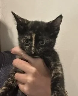 A baby small-sized female Domestic Short Hair cat named Plum Pudding for adoption in Dallas, TX