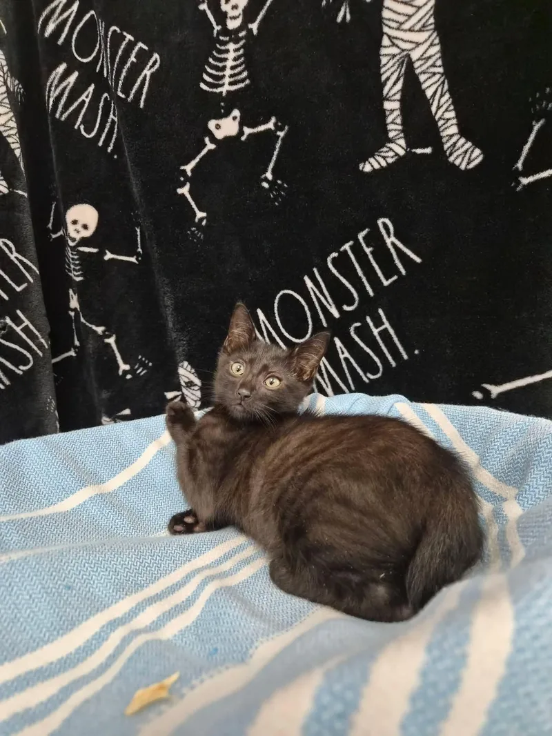 A baby medium-sized male Domestic Short Hair cat named Pop for adoption in Moundsville, WV