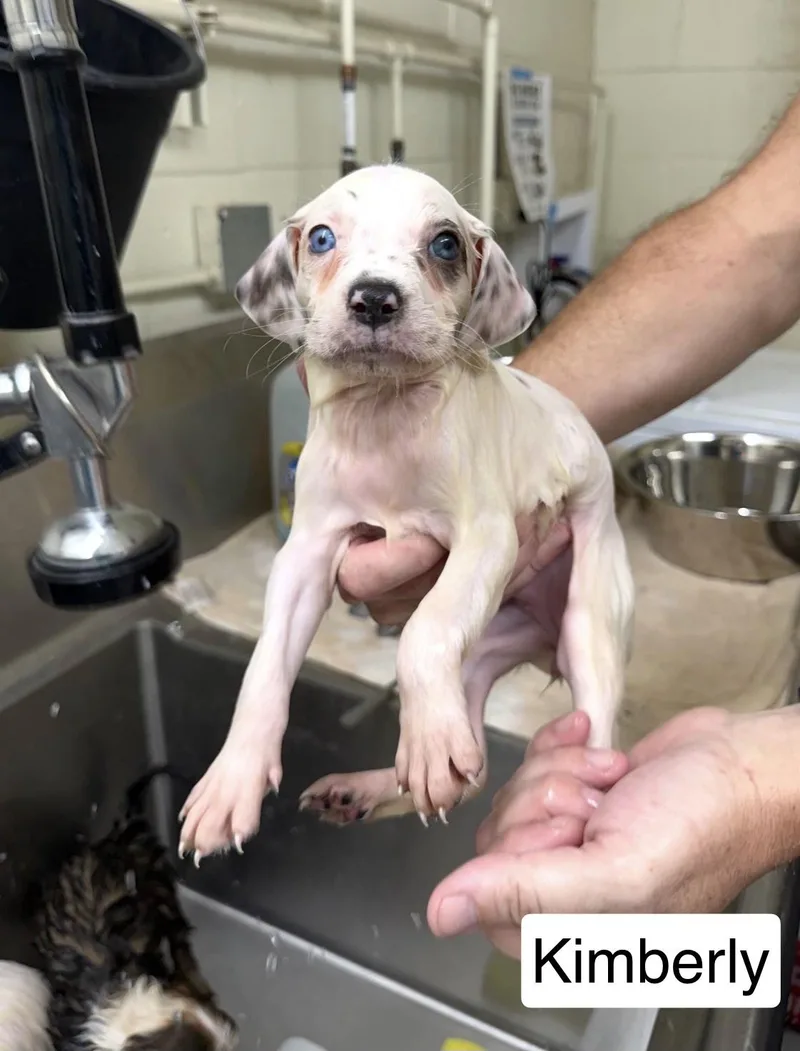 A baby medium-sized female Australian Shepherd dog named Kimberly for adoption in Blue Springs, MO
