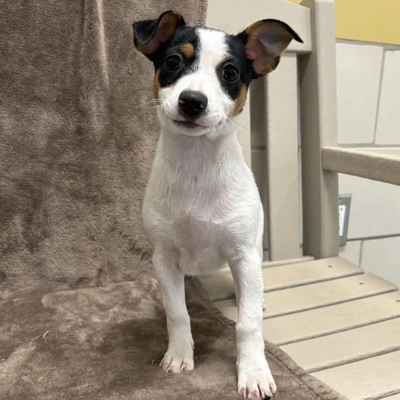 A baby small-sized male Black Dachshund dog named Moss for adoption in Beaumont, TX