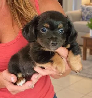 A baby small-sized female Black Miniature Dachshund dog named Tilly for adoption in Tifton, GA