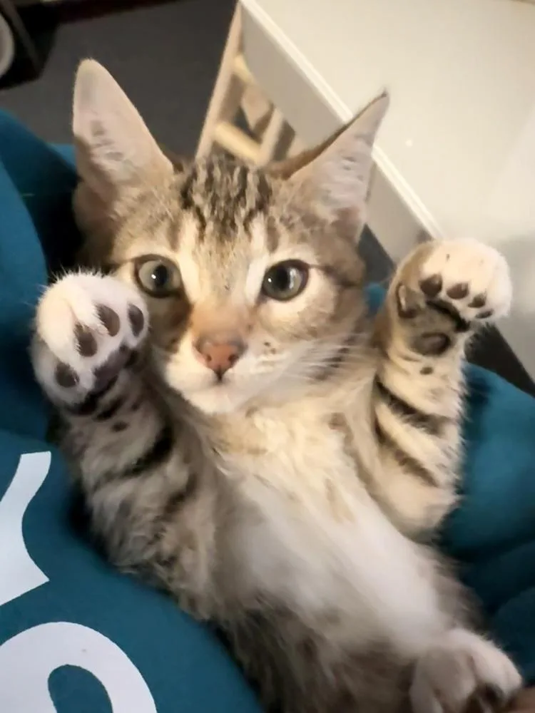 A baby small-sized female Tabby cat named Spumoni for adoption in Bellingham, WA
