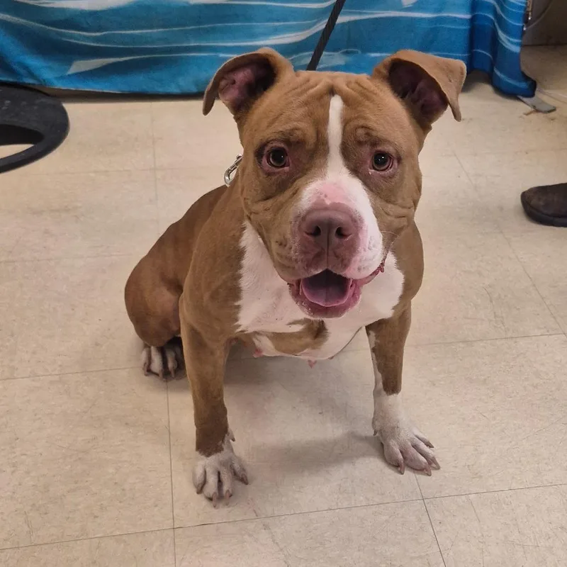 An adult medium-sized female Red / Chestnut / Orange Mixed Breed dog named Ella for adoption in Lake Panasoffkee, FL