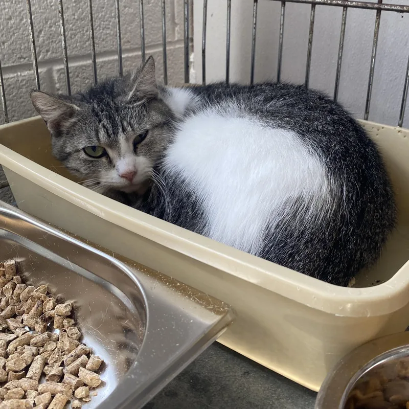 An adult medium-sized female Tabby (Gray / Blue / Silver) Domestic Short Hair cat named Beans for adoption in King George, VA