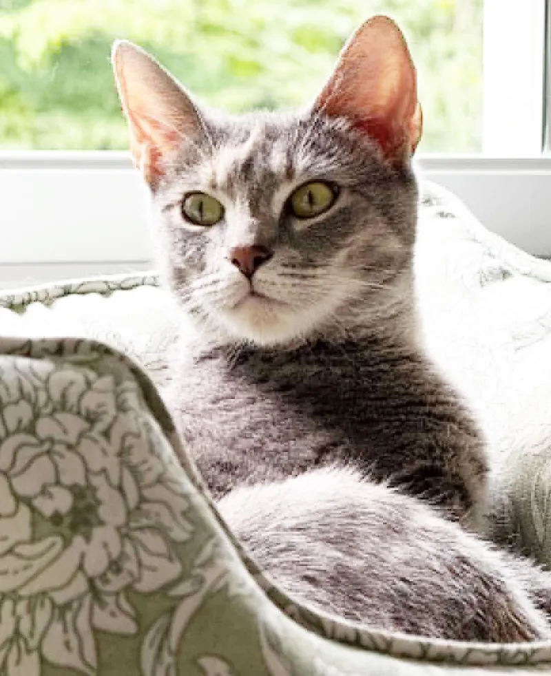 A young medium-sized female Gray / Blue / Silver Extra-Toes Cat / Hemingway Polydactyl cat named Betsy is a beauty for adoption in Bedford Hills, NY