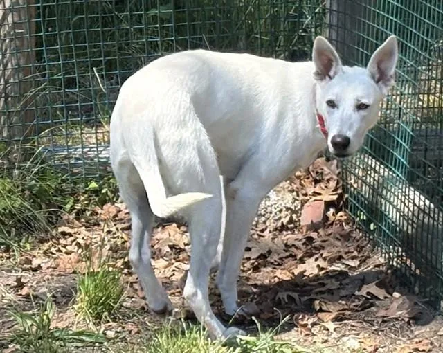 A young medium-sized female German Shepherd Dog dog named Sheepy for adoption in Brewster, MA