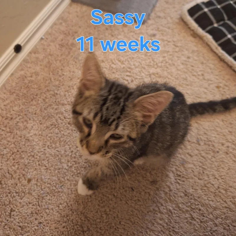 A young medium-sized female Tabby (Gray / Blue / Silver) Domestic Short Hair cat named Sassy for adoption in Oklahoma City, OK
