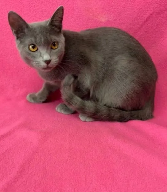 A baby medium-sized female Russian Blue cat named Cantaloupe for adoption in Kingsland, GA