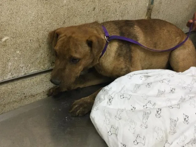 A young medium-sized male Shar-Pei dog named Peanut for adoption in Riverside, CA