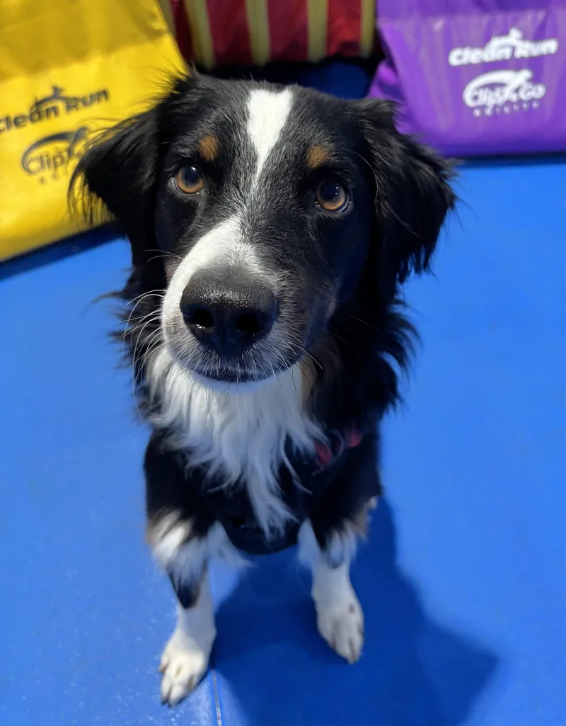 A young medium-sized male Australian Shepherd dog named Buddy for adoption in Minnetrista, MN