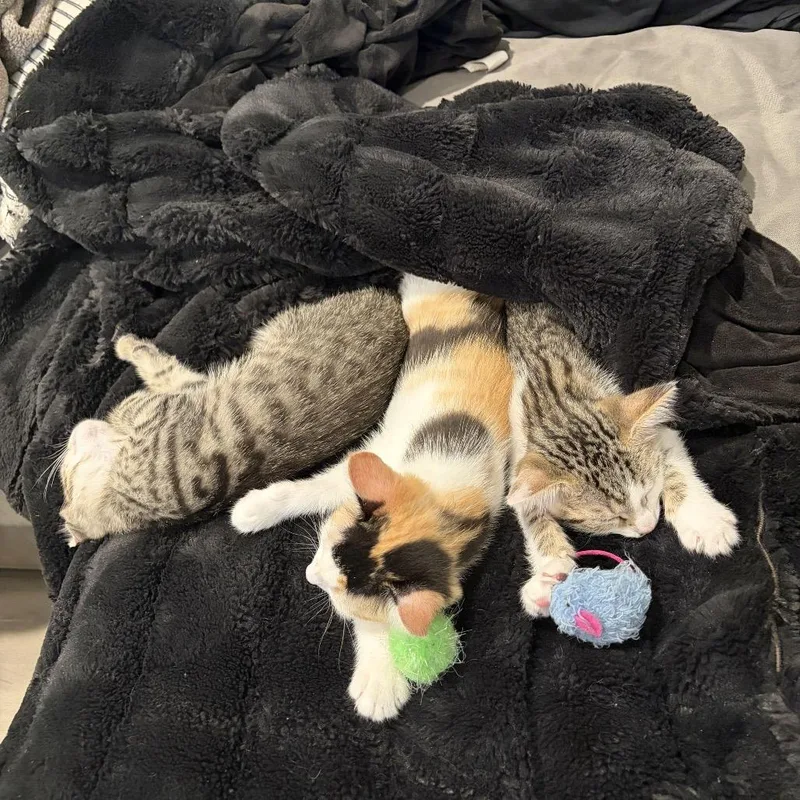 Lola thumbnail 4