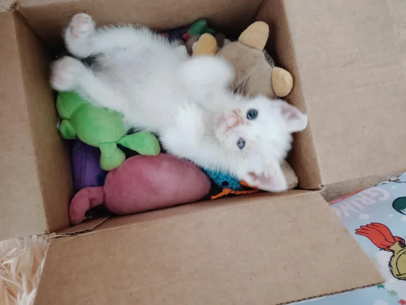 A baby small-sized female White Domestic Short Hair cat named Graffiti for adoption in Gentry, AR