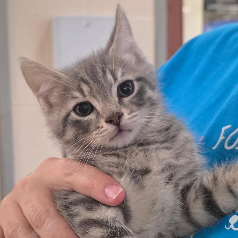 A baby small-sized male Gray / Blue / Silver Domestic Short Hair cat named Reed Feather for adoption in Chatham, VA