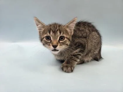 A baby small-sized male Domestic Short Hair cat named Freckles for adoption in Woodbury, MN