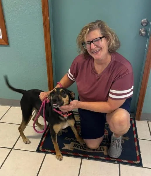 A young medium-sized female Bicolor German Shepherd Dog dog named Rosie for adoption in Inverness, FL
