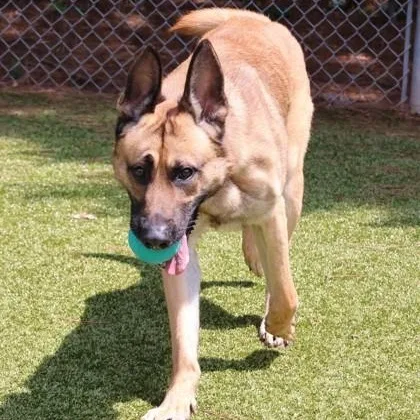 An adult large-sized male Mixed Breed dog named Yeezy for adoption in Athens, GA