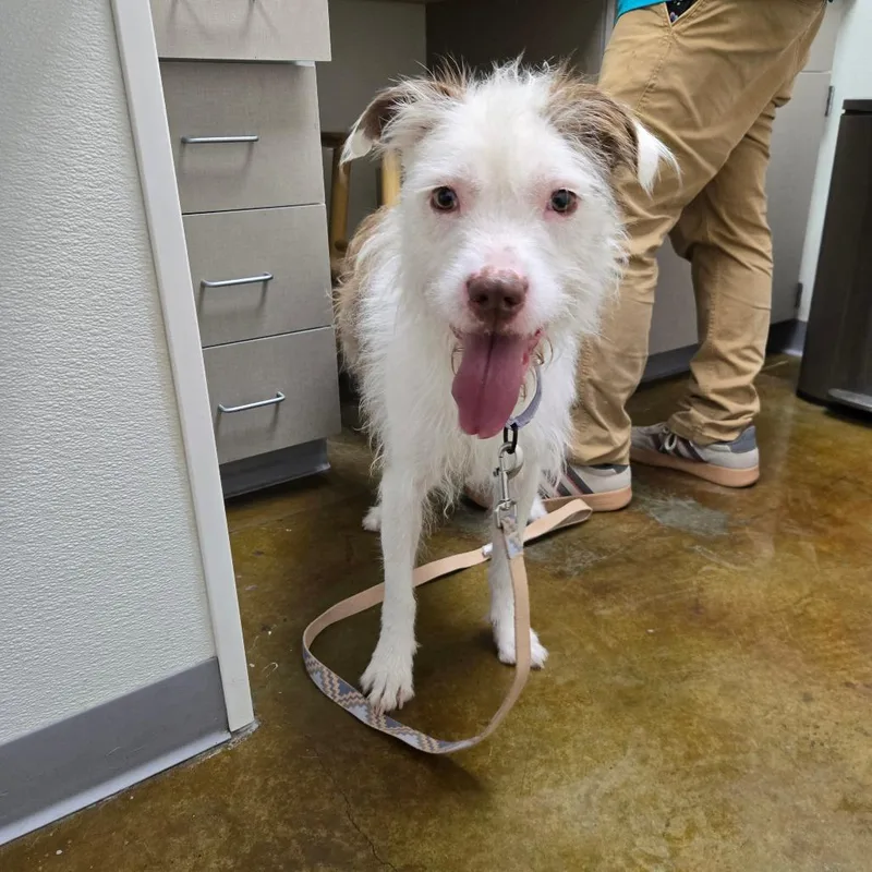 An adult medium-sized male Black Fox Terrier dog named Krypto for adoption in Albuquerque, NM