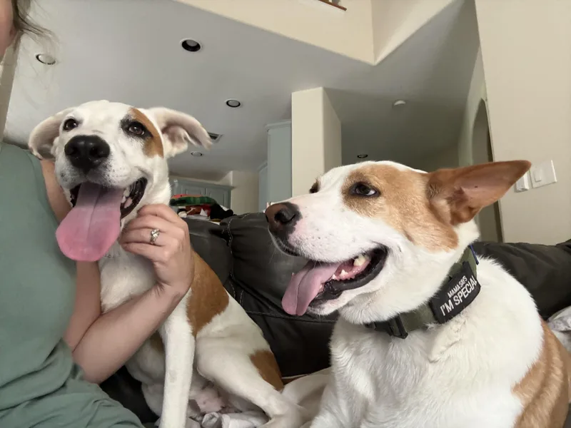 A young medium-sized male Foxhound dog named George aka Georgie for adoption in San Antonio, TX