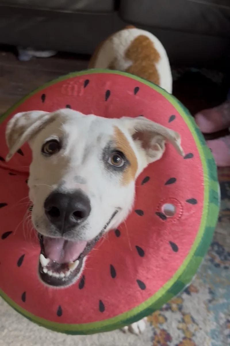 George aka Georgie thumbnail 4