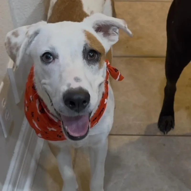 George aka Georgie thumbnail 5