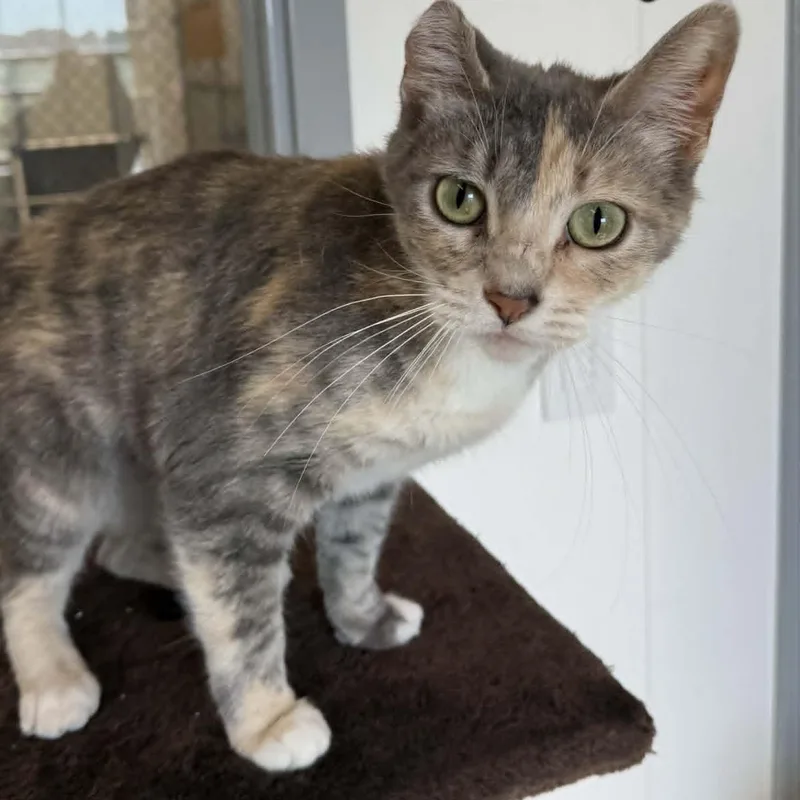 A young medium-sized female Dilute Calico cat named Jenny for adoption in Rushville, IL