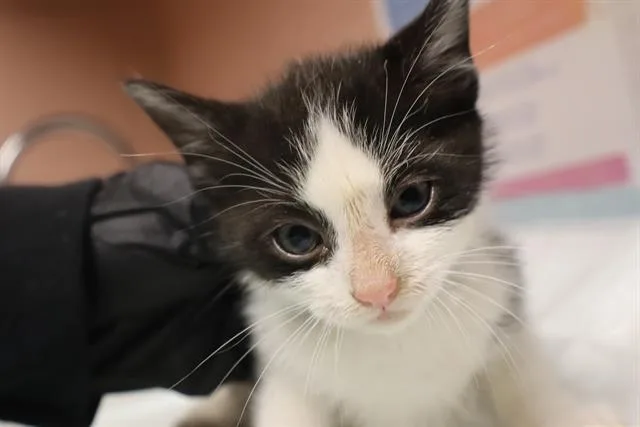 A baby small-sized male Domestic Short Hair cat named Artichoke for adoption in Columbia, SC