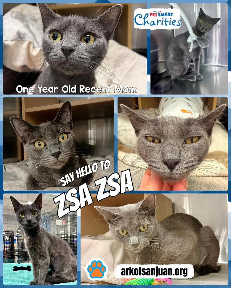 An adult medium-sized female Gray / Blue / Silver Domestic Short Hair cat named Zsa Zsa for adoption in San Juan Capistrano, CA