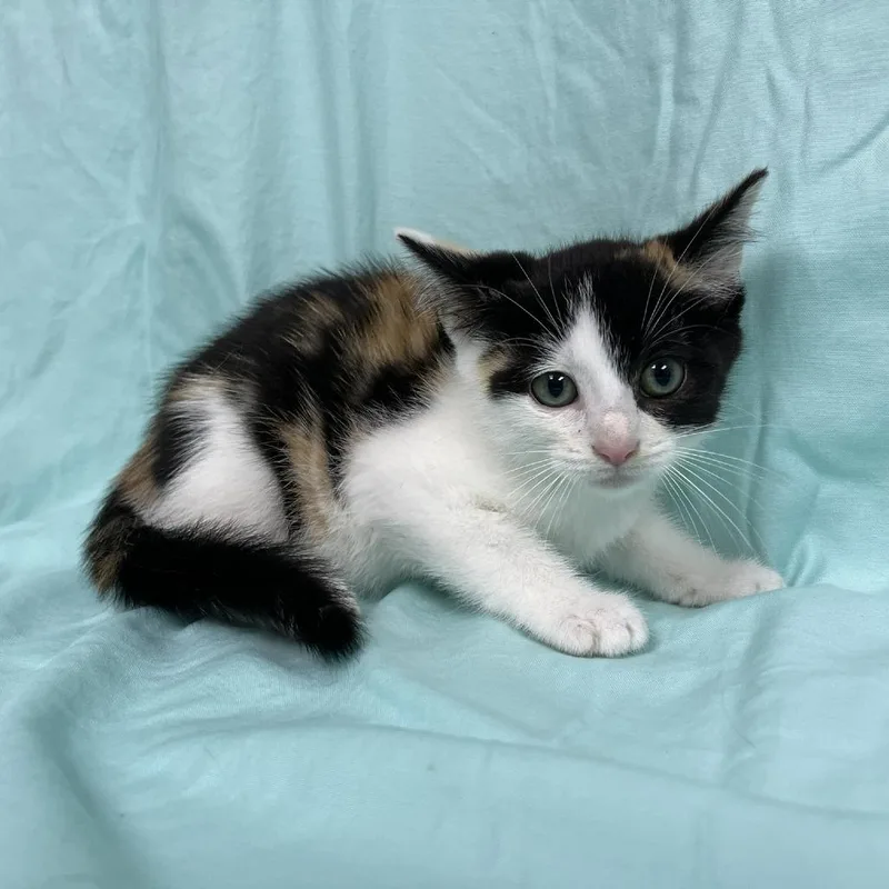A baby small-sized female Calico Domestic Short Hair cat named Stylus for adoption in Harrisonburg, VA