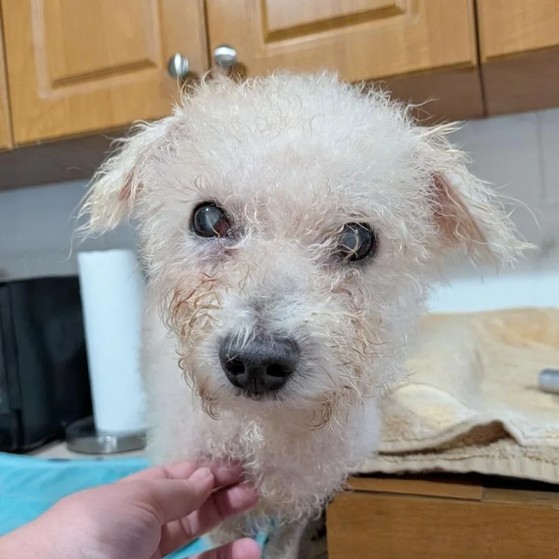 A senior small-sized female White / Cream Bichon Frise dog named Swan for adoption in Ocala, FL